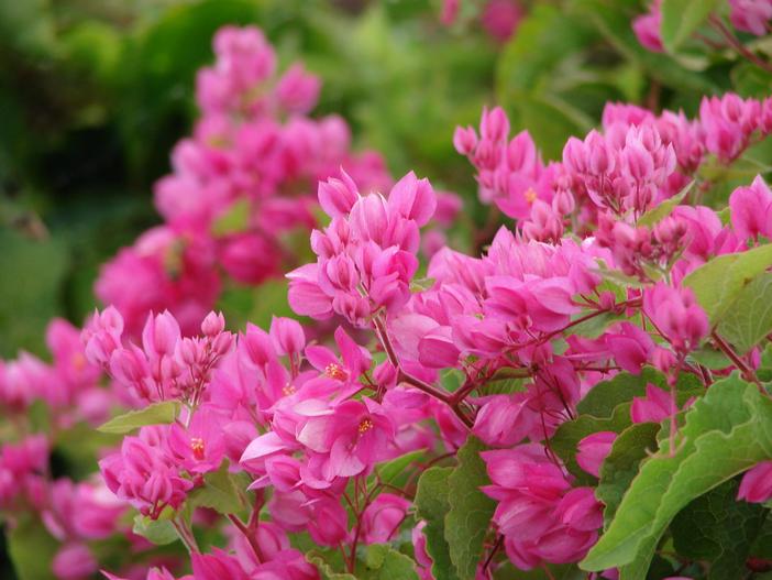 Antigonon leptopus image