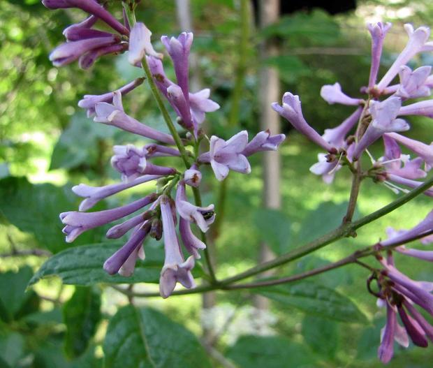 Syringa villosa image