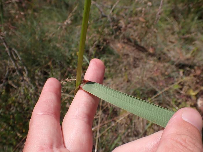 Festuca muelleri image
