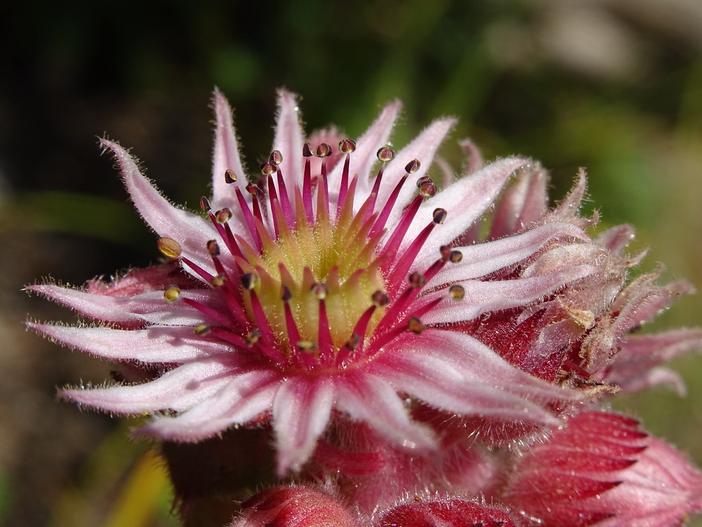 Sempervivum calcareum image