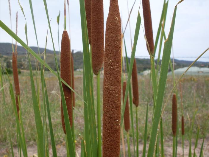 Typha orientalis image
