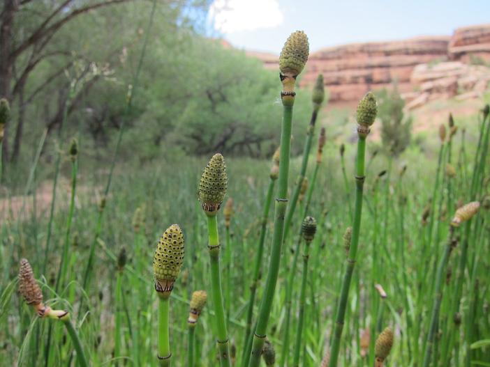 Equisetum laevigatum image