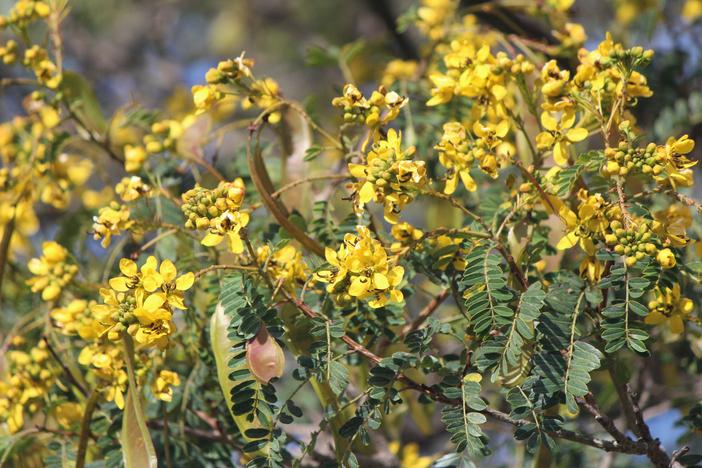 Senna polyantha image