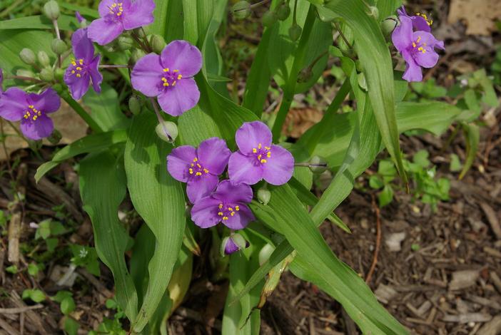 Tradescantia ernestiana image