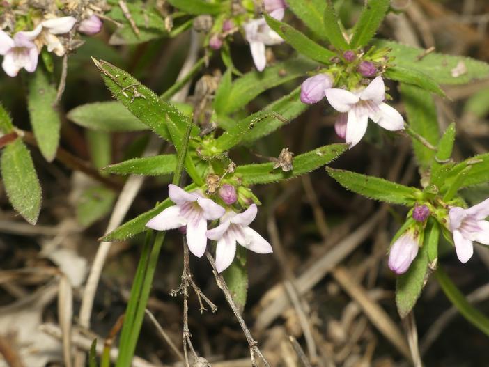 Houstonia canadensis image