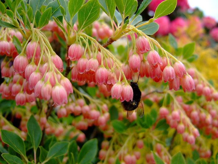 Enkianthus campanulatus image