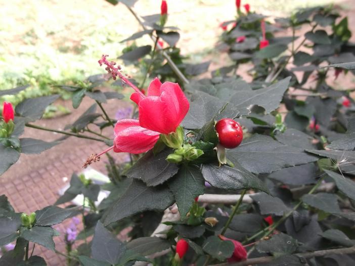 Malvaviscus arboreus var. drummondii image