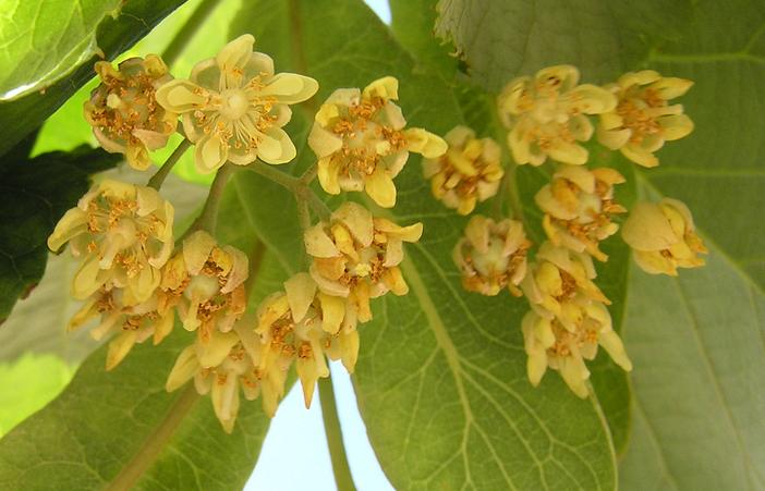 Tilia ×europaea image