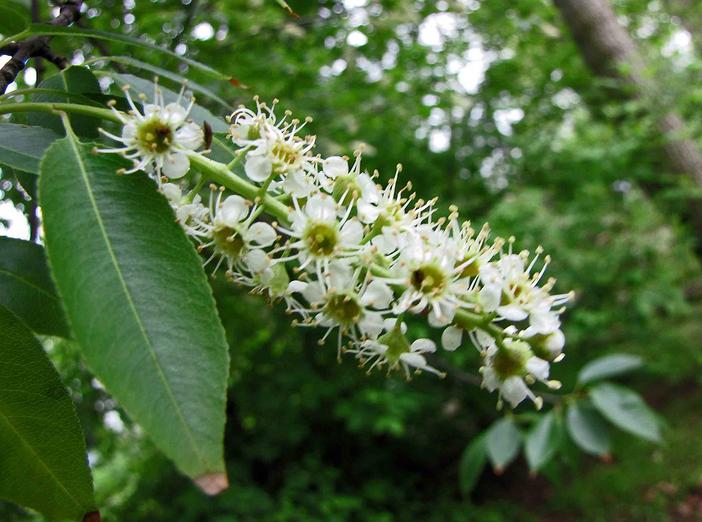 Prunus salicifolia image