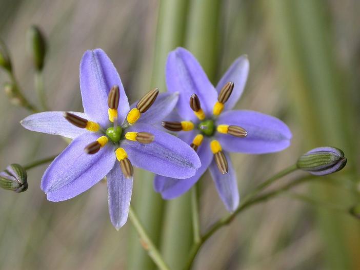 Dianella revoluta image