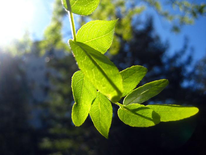 Gleditsia triacanthos f. inermis image