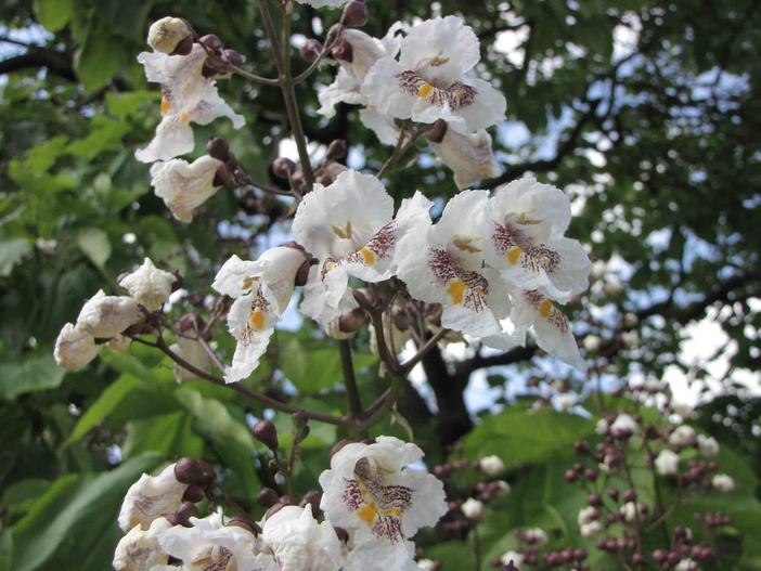 Catalpa ovata image