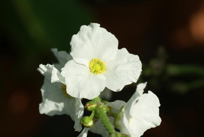 Echinodorus floribundus image