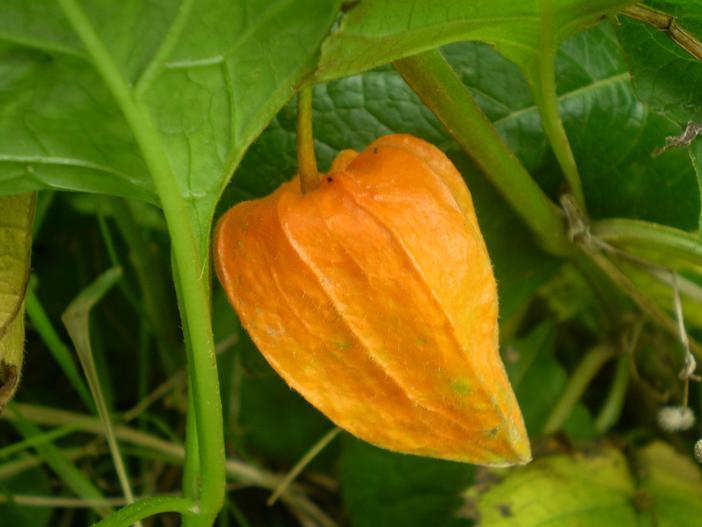 Physalis alkekengi var. franchetii image