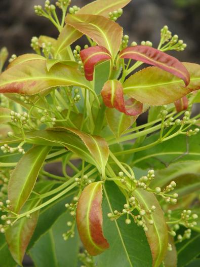 Euonymus lucidus image