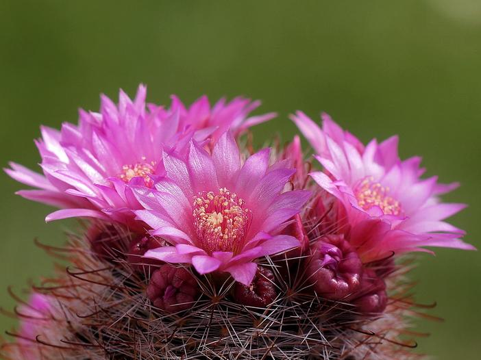 Mammillaria zeilmanniana image