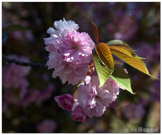Prunus triloba image