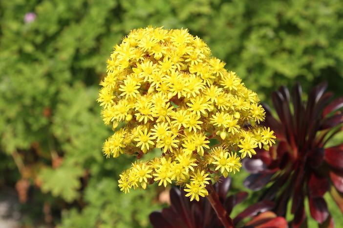 Aeonium arboreum image