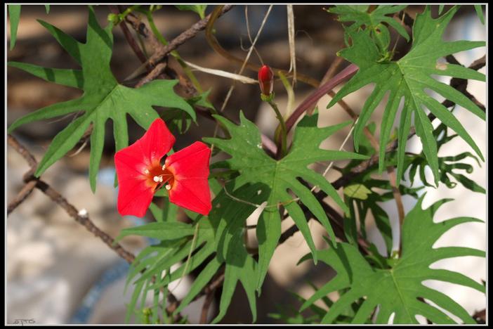 Ipomoea ×multifida image