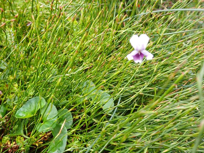 Viola eminens image