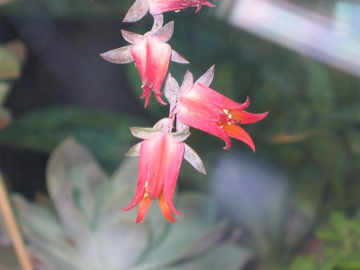 Echeveria peacockii image