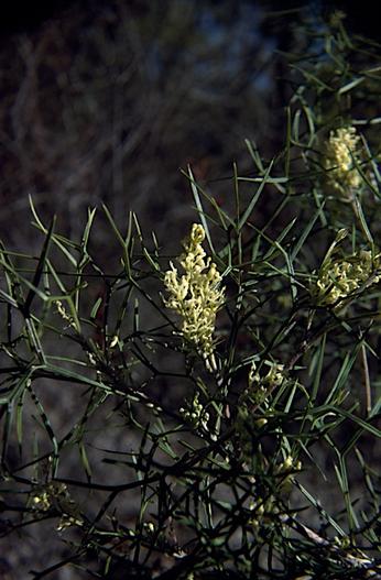 Grevillea triternata image