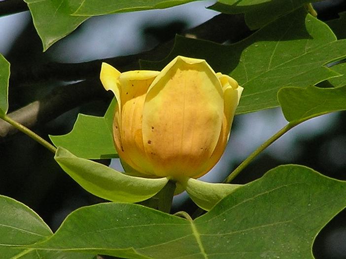 Liriodendron chinense image