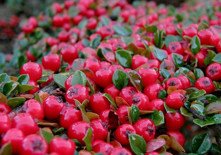 Cotoneaster horizontalis var. perpusillus image