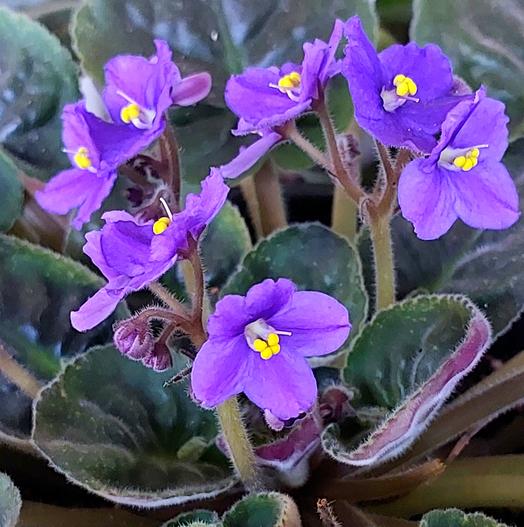 Streptocarpus ionanthus image