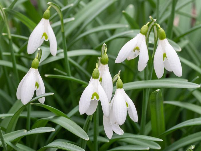 Galanthus elwesii image