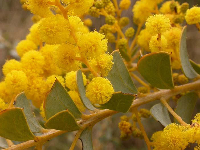 Acacia cultriformis image
