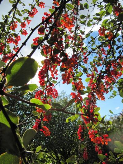 Berberis jamesiana image
