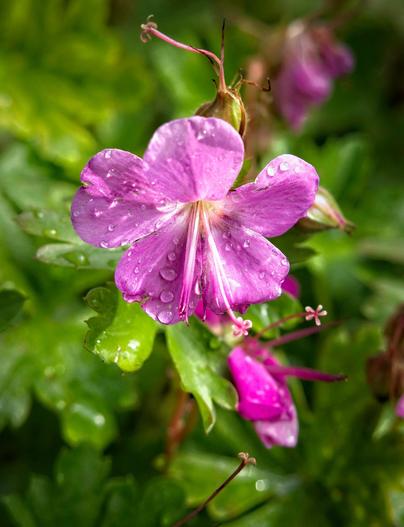 Geranium ×cantabrigiense image