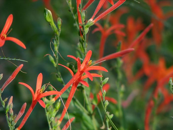 Anisacanthus wrightii image