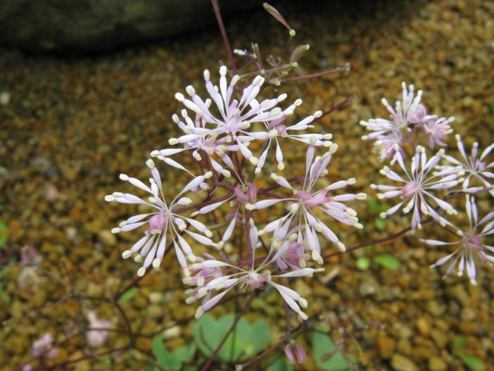 Thalictrum coreanum image