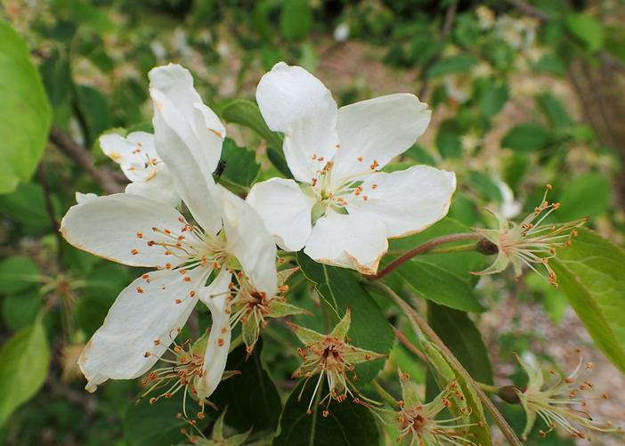 Malus rockii image