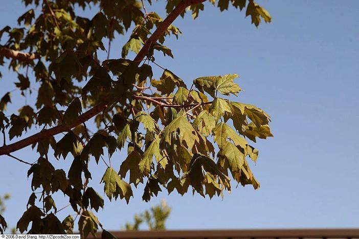 Acer barbatum image