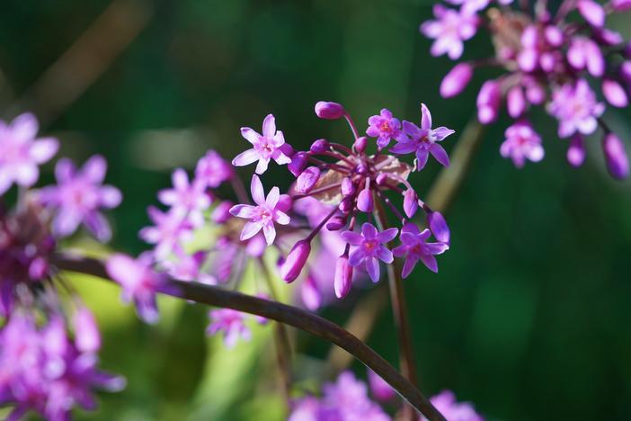 Tulbaghia simmleri image