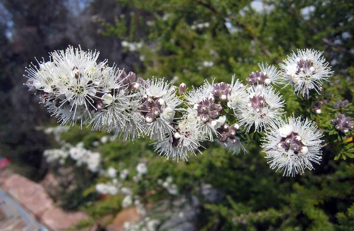 Kunzea ambigua image