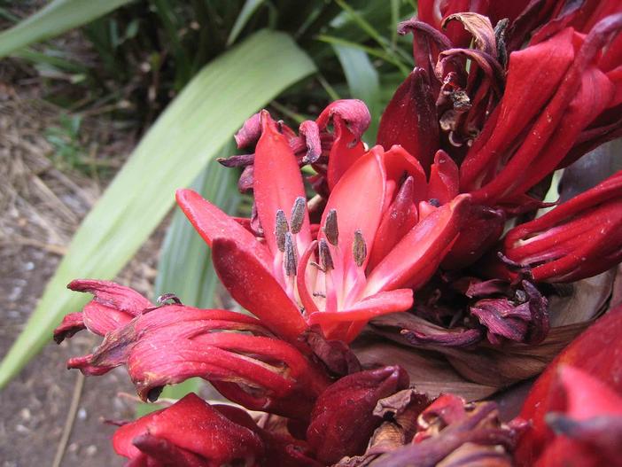Doryanthes palmeri image
