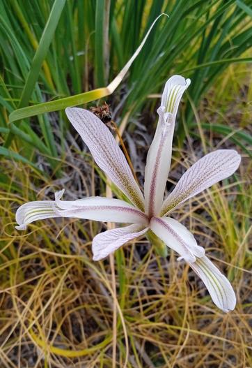 Iris songarica image