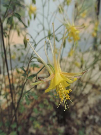 Aquilegia chaplinei image