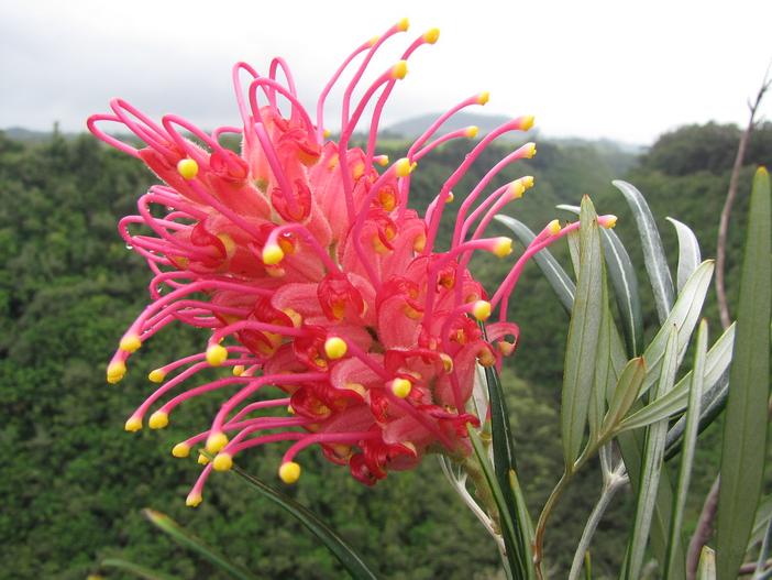 Grevillea banksii image
