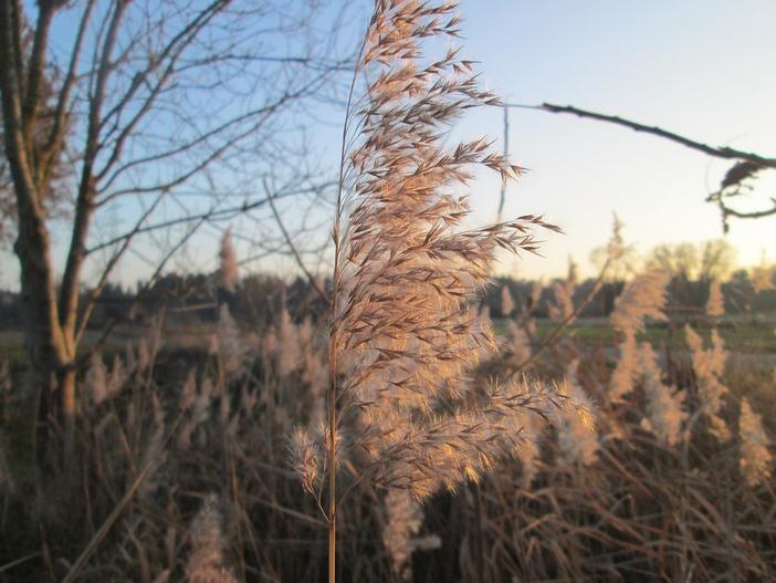 Phragmites australis subsp. australis: image