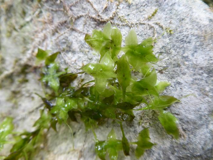 Lemna trisulca image