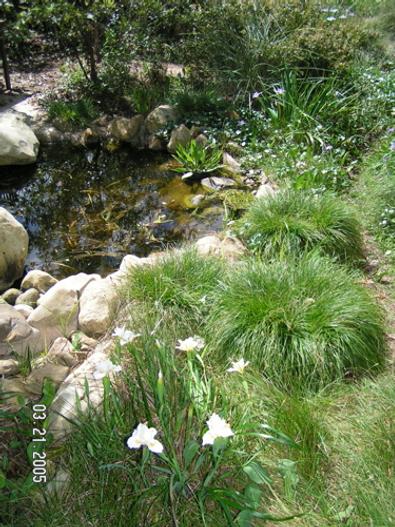 Carex pansa image