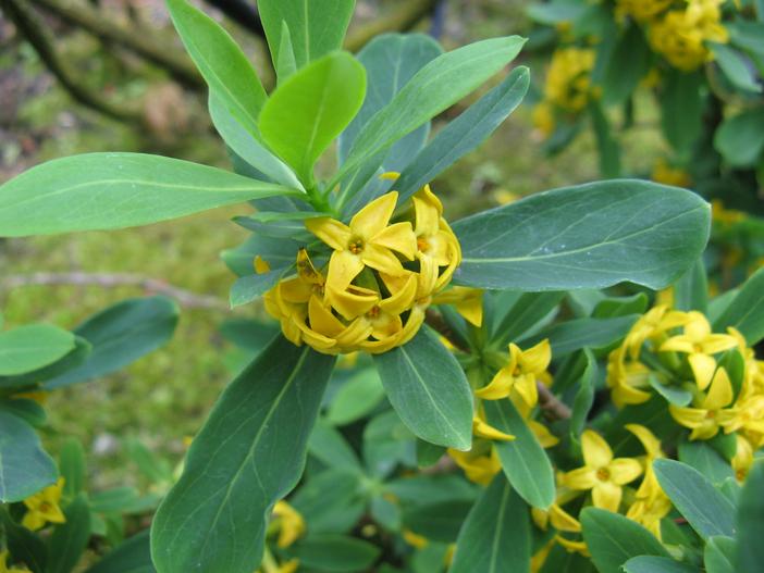 Daphne pseudomezereum image