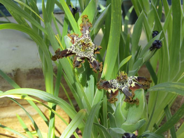 Ferraria schaeferi image
