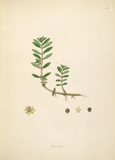 Bergia capensis image