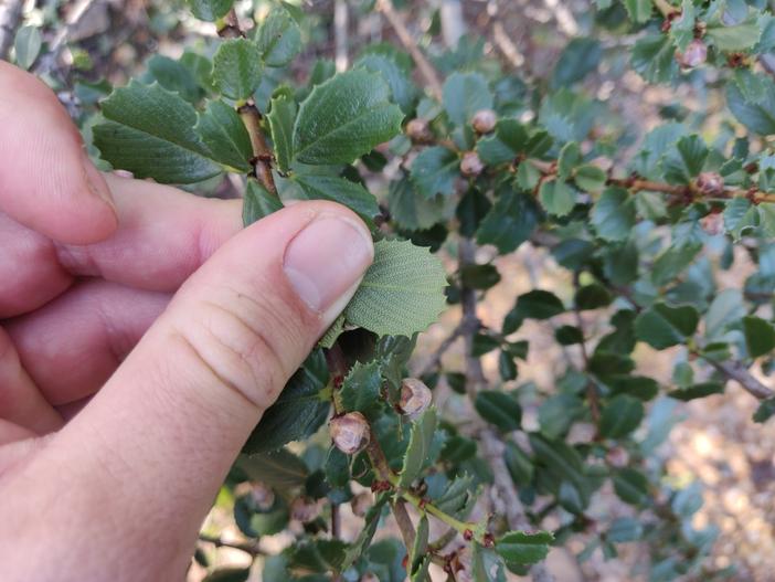 Ceanothus gloriosus var. exaltatus image